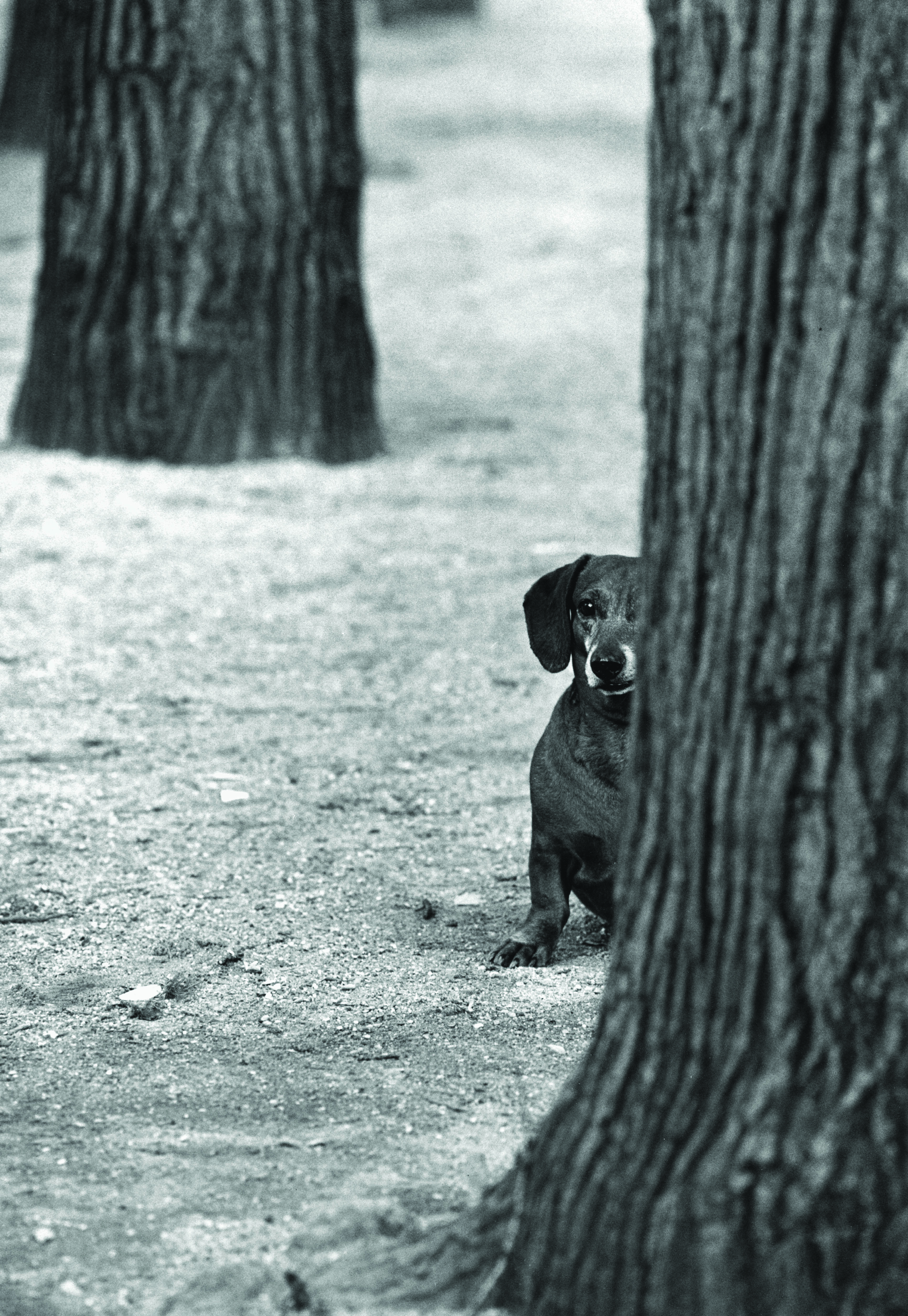 New Books for the New Year: Elliott Erwitt: dogdogs