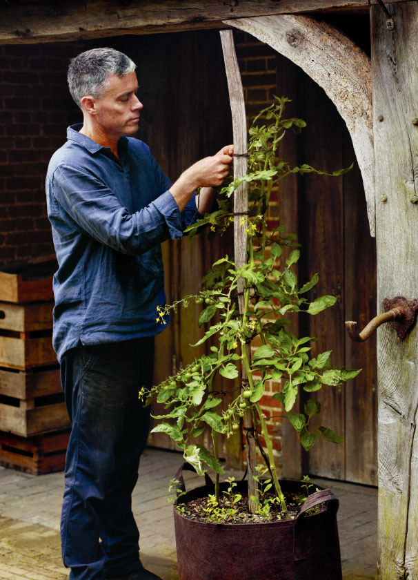 Aaron Bertelsen tends to his tomatoes at Great Dixter