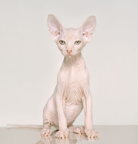 Cat - Petrina Hicks